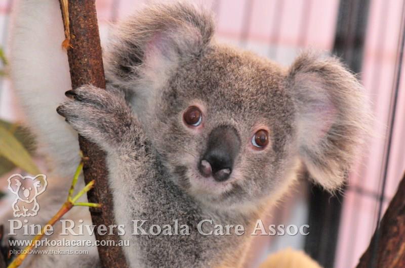 Pine Rivers Koala Care